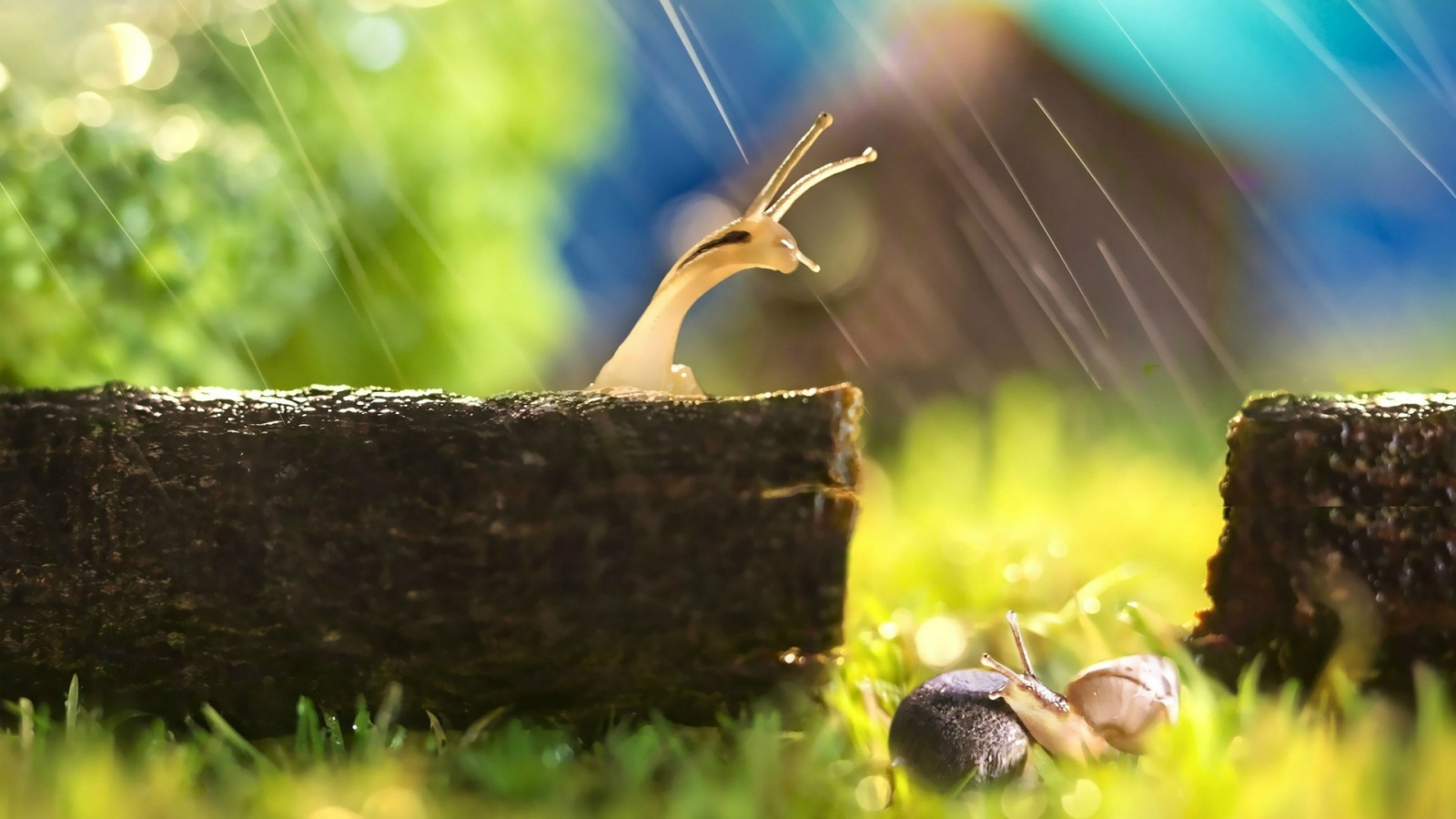 Две улитки попали под дождь