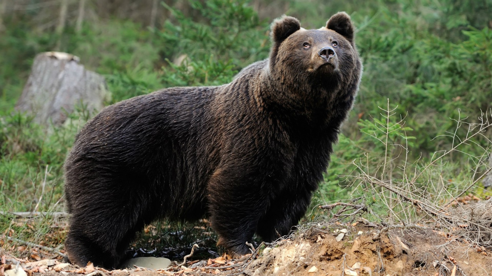 Медведь смотрит вверх