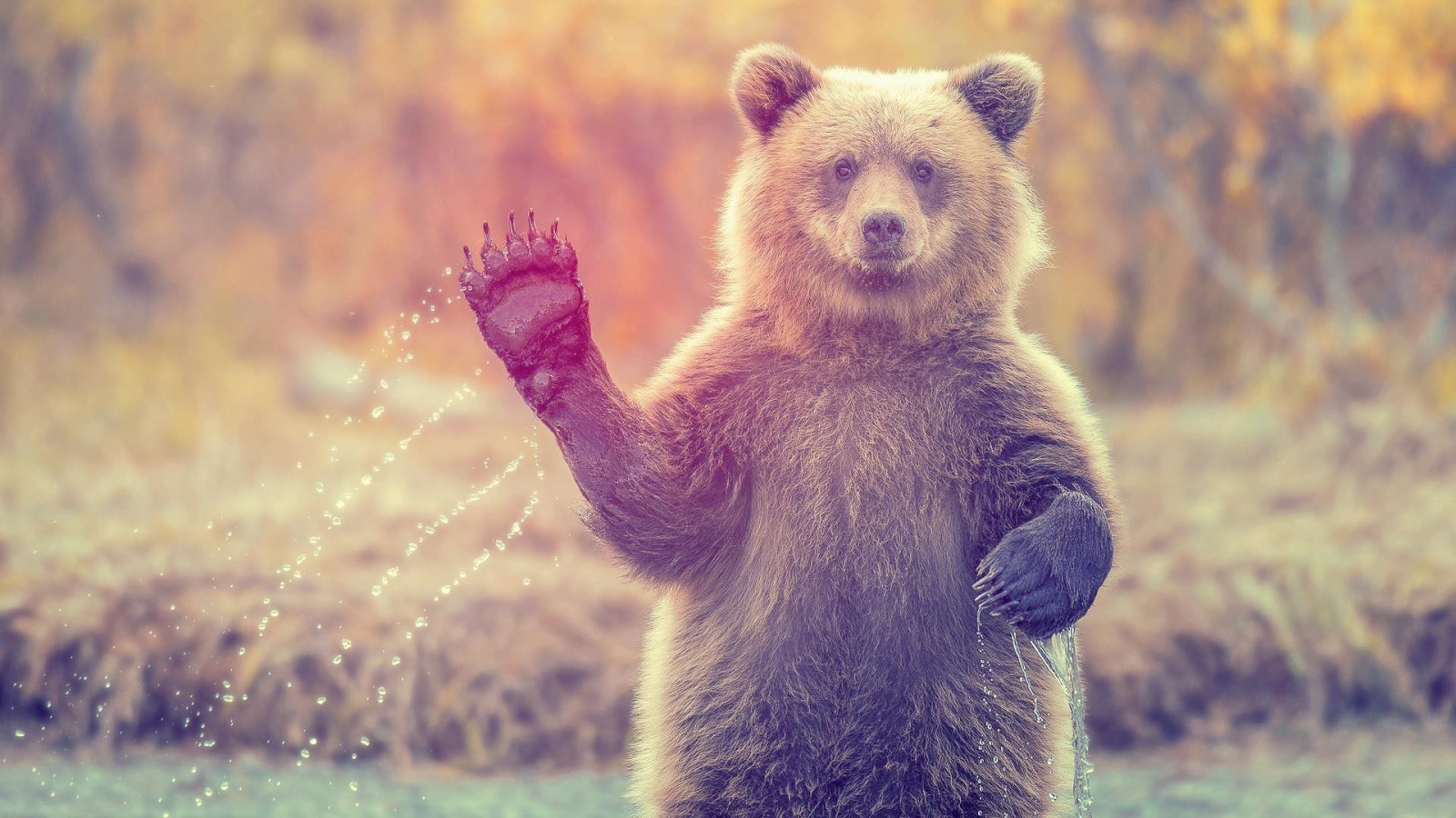 Медведь машет лапой стоя в воде