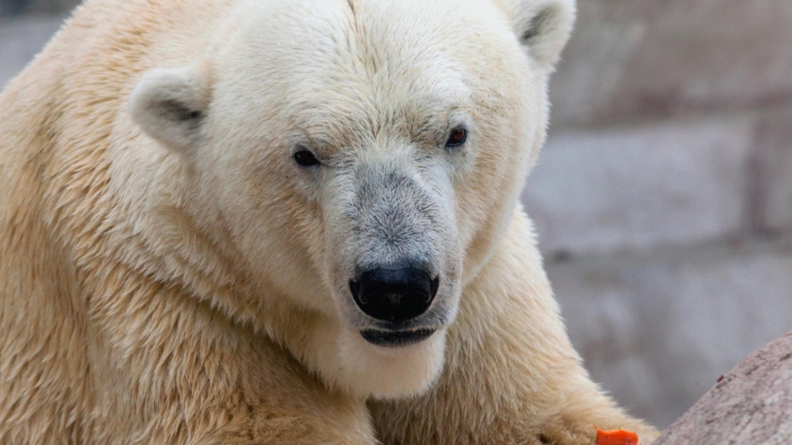 Белый медведь ест морковку