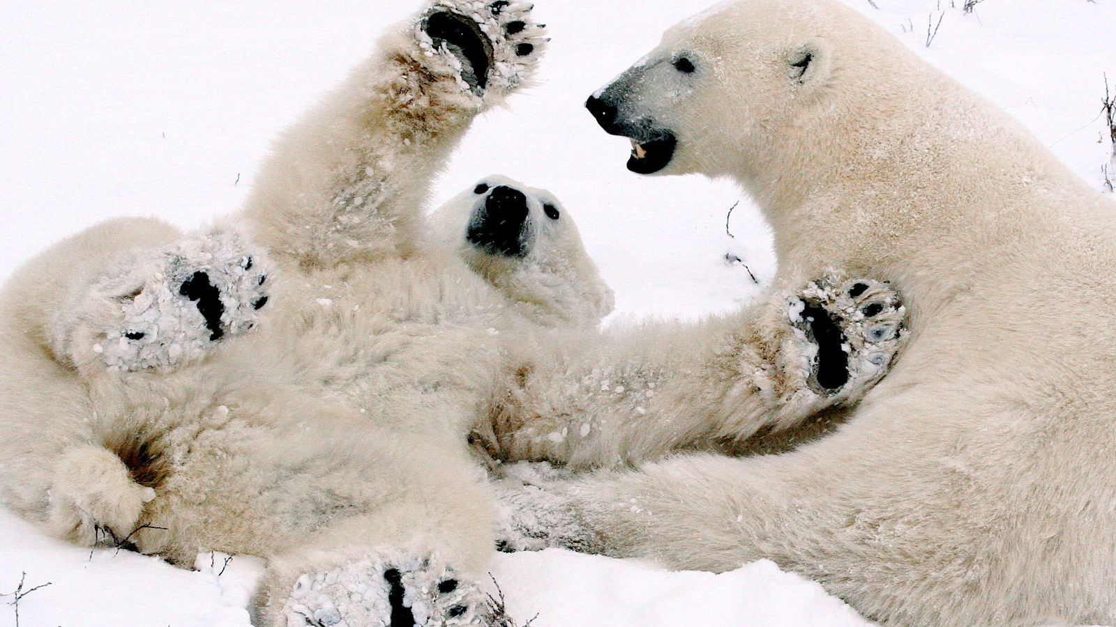 Белый медвежонок играет с мамой