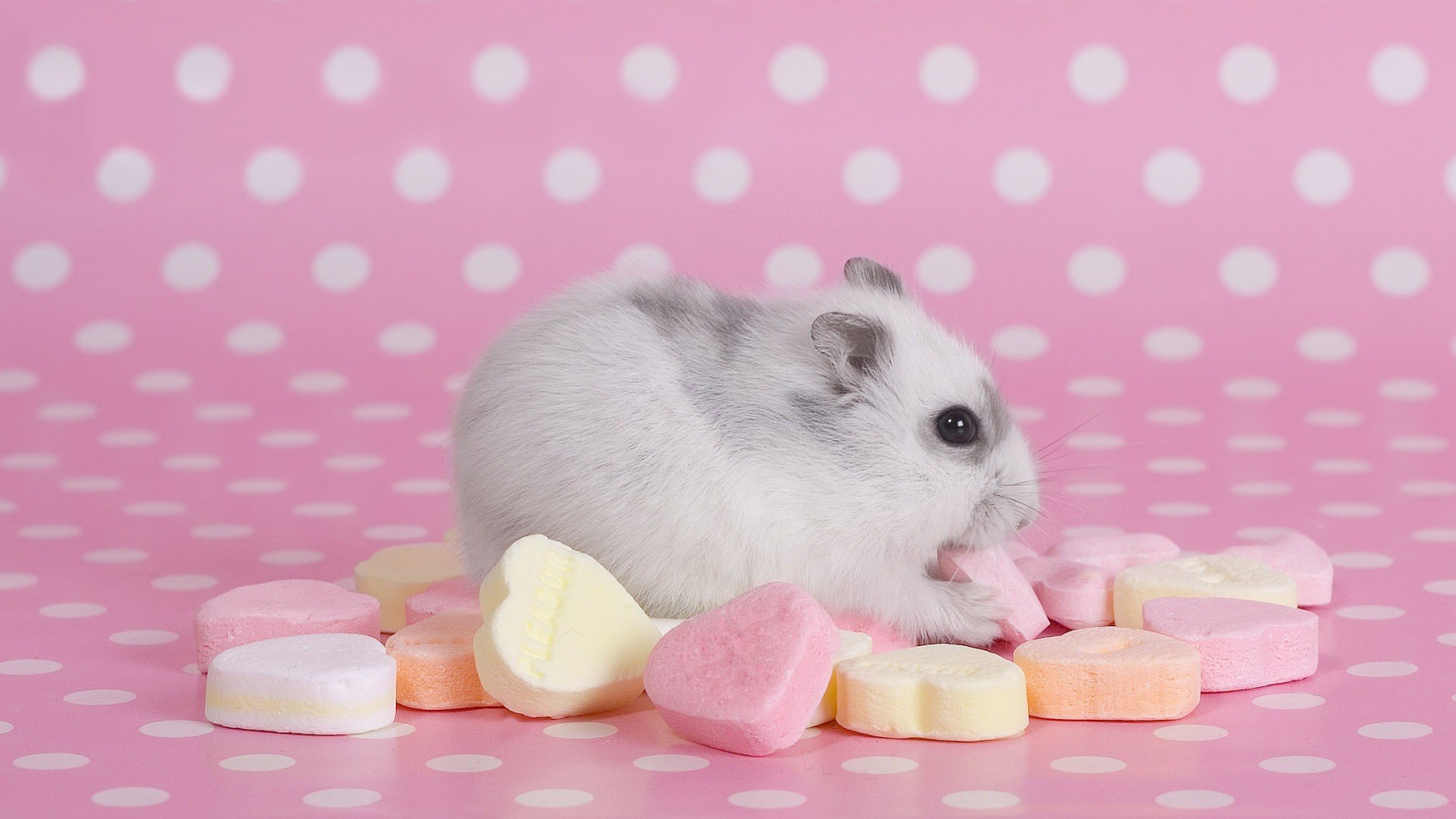 Хомячок со сладостями