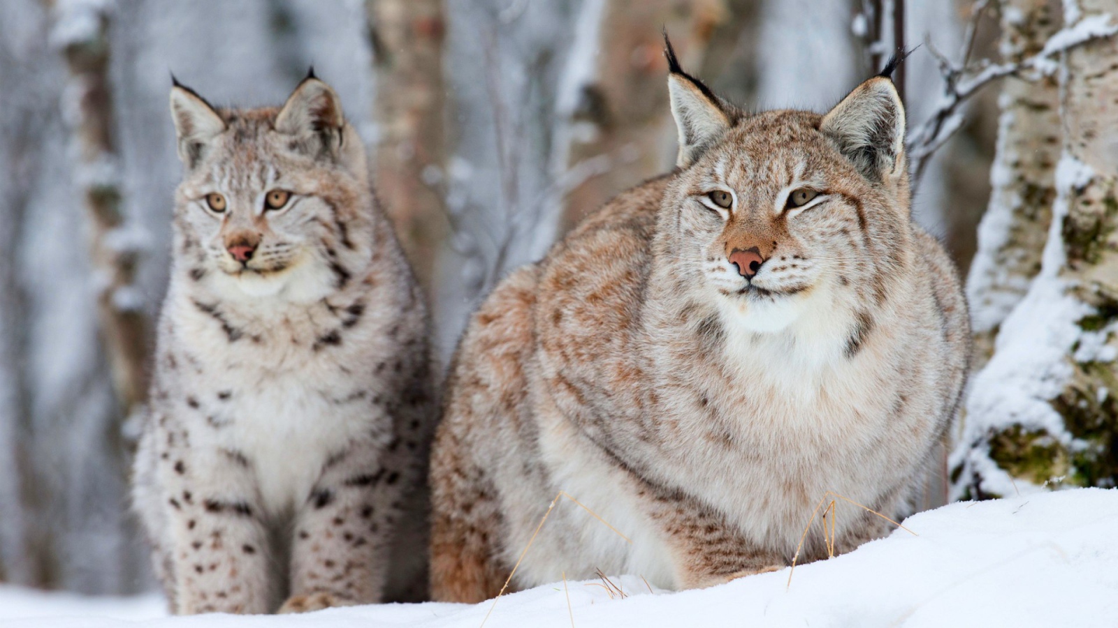 Рысь с детёнышем