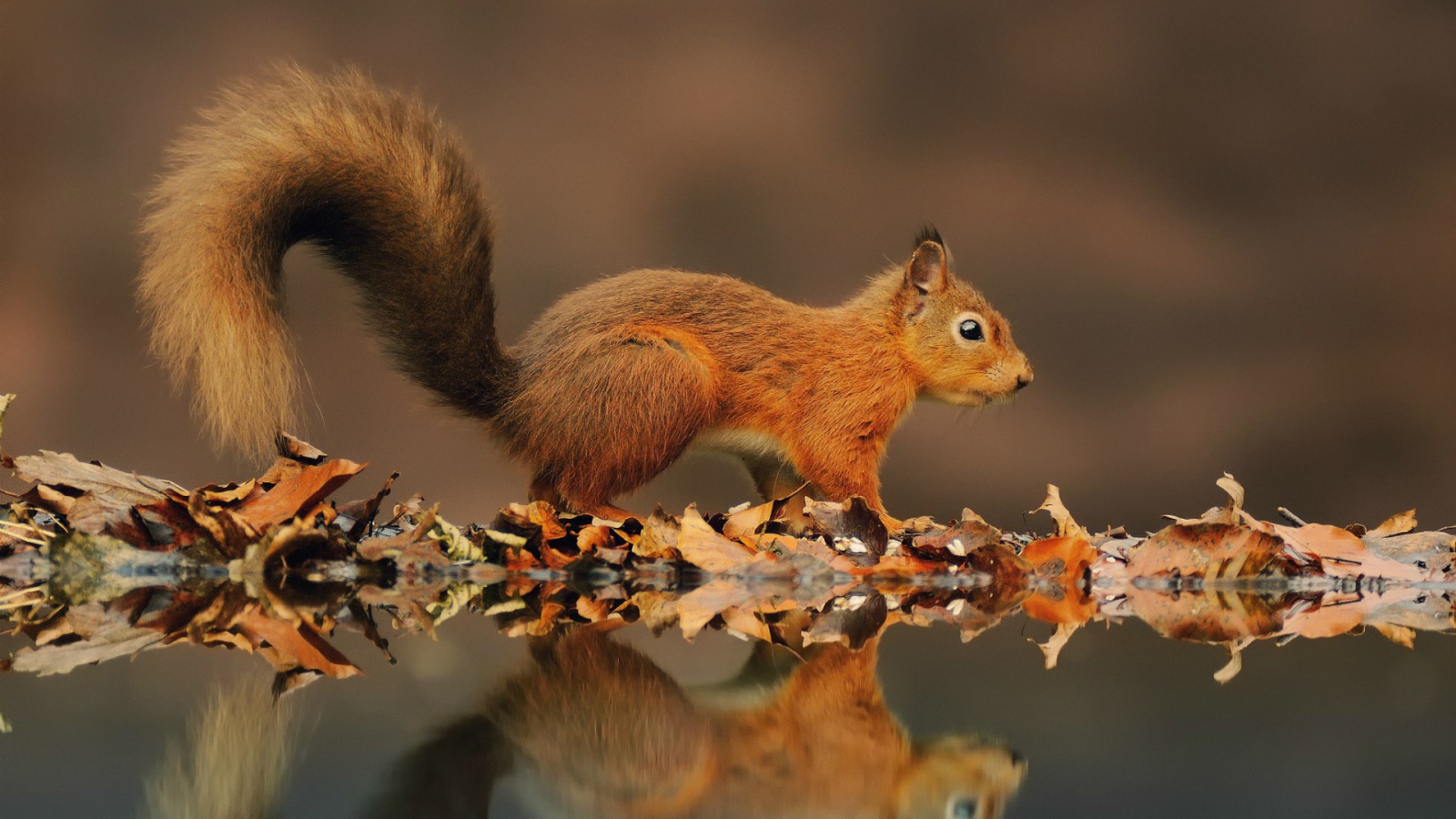 Рыжая белка на берегу пруда