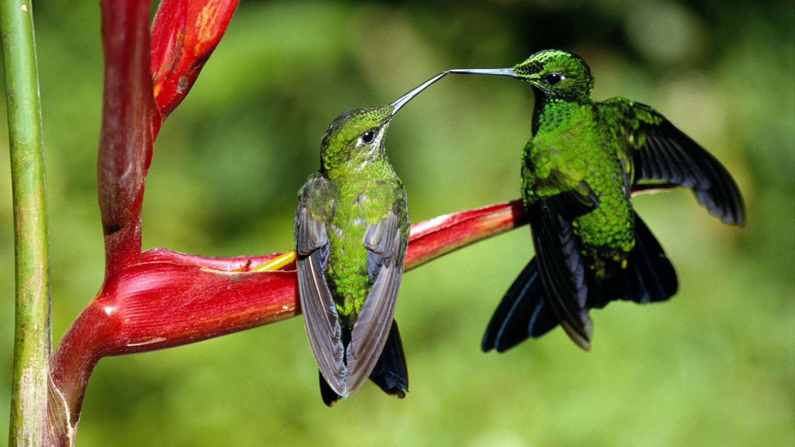 Семейная пара зеленых колибри