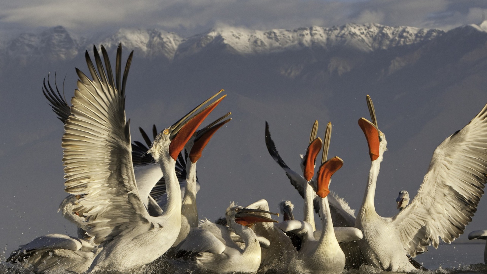 Стайка пеликанов на фоне гор