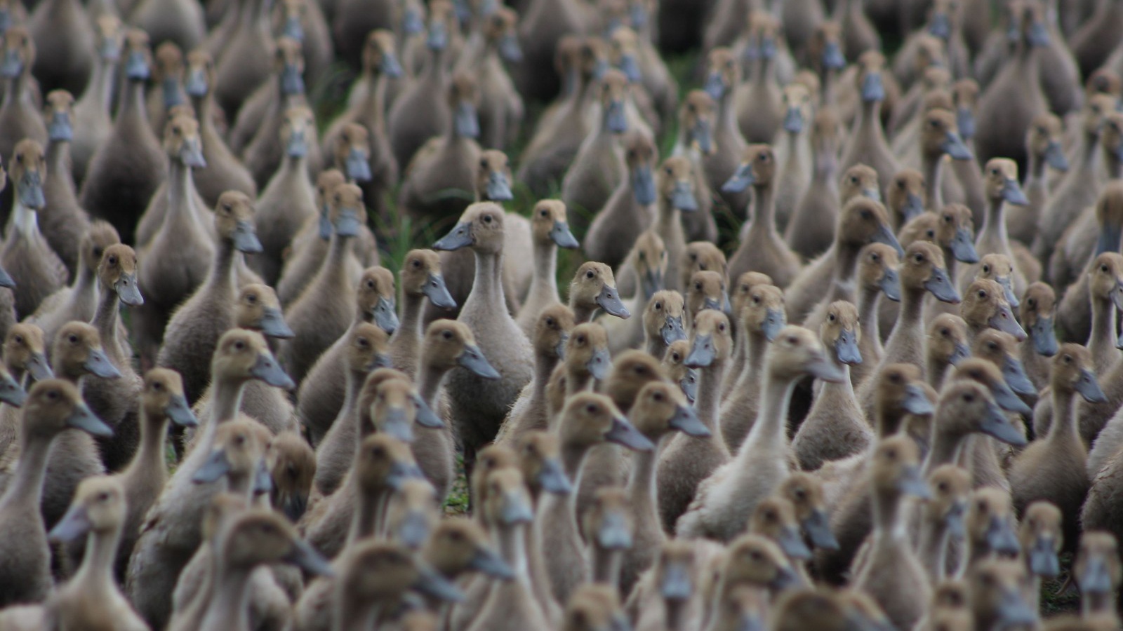 Стая диких уток на земле