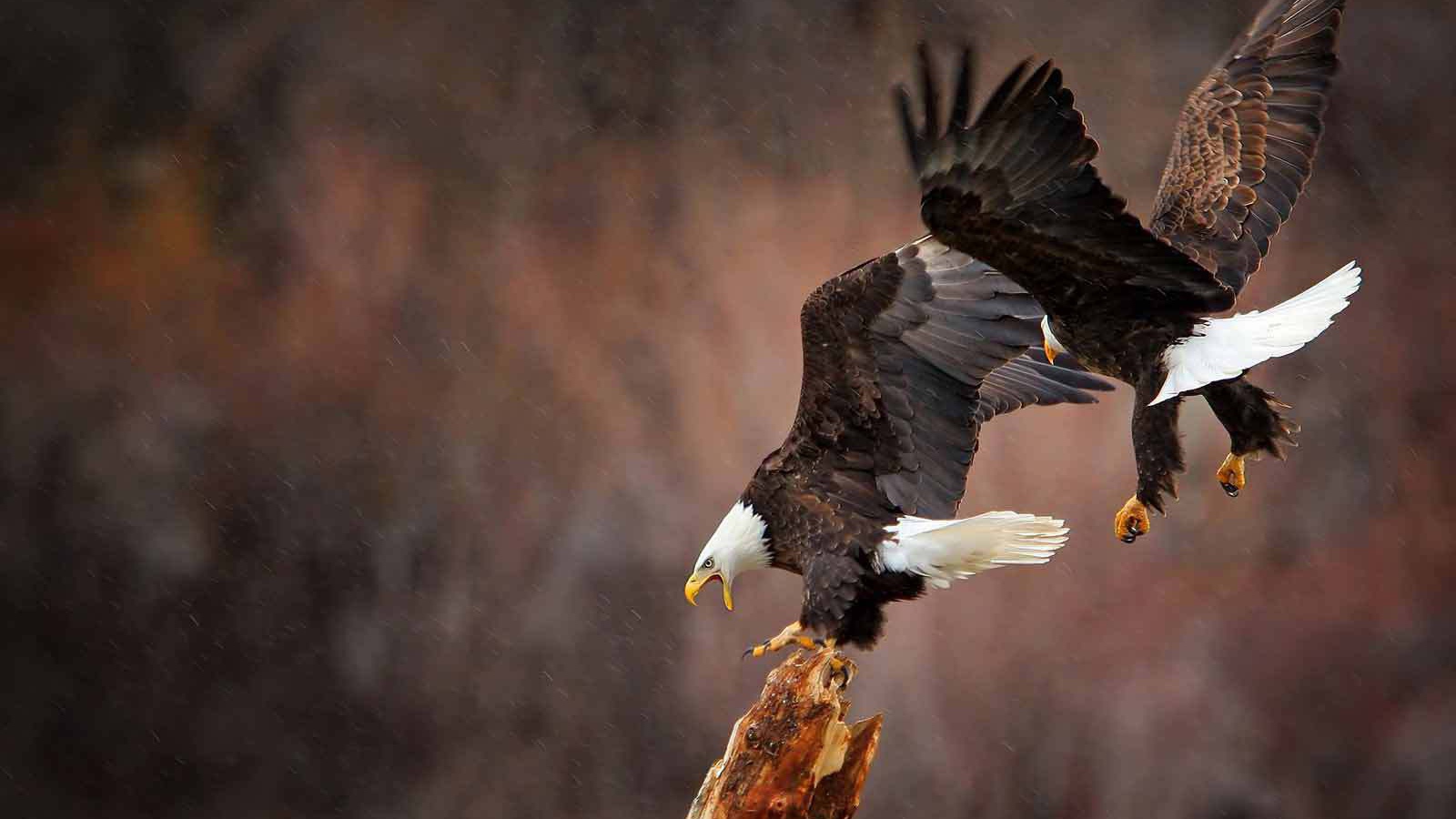 A pair of bald eagle