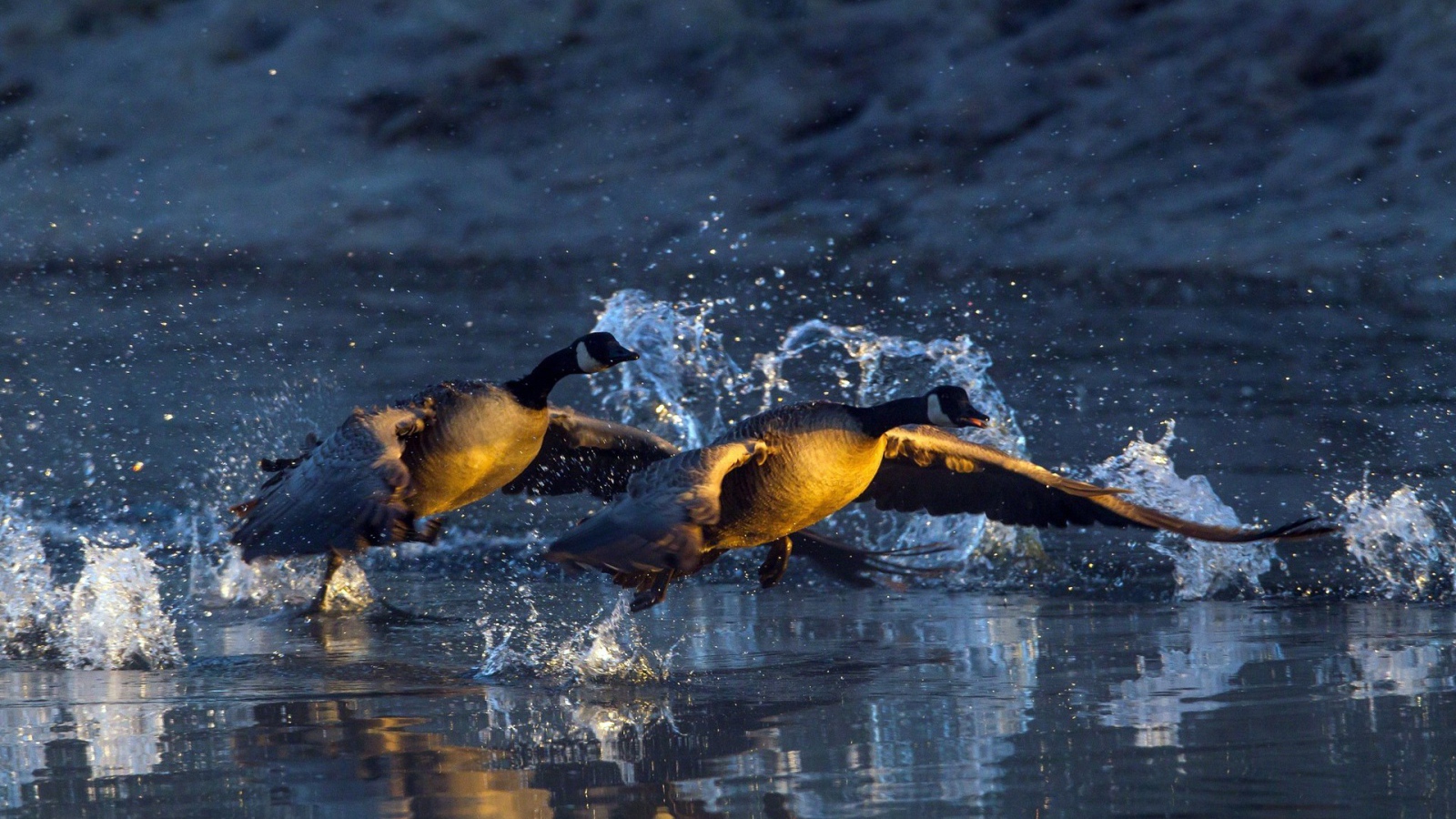 Пара уток взлетает с озера