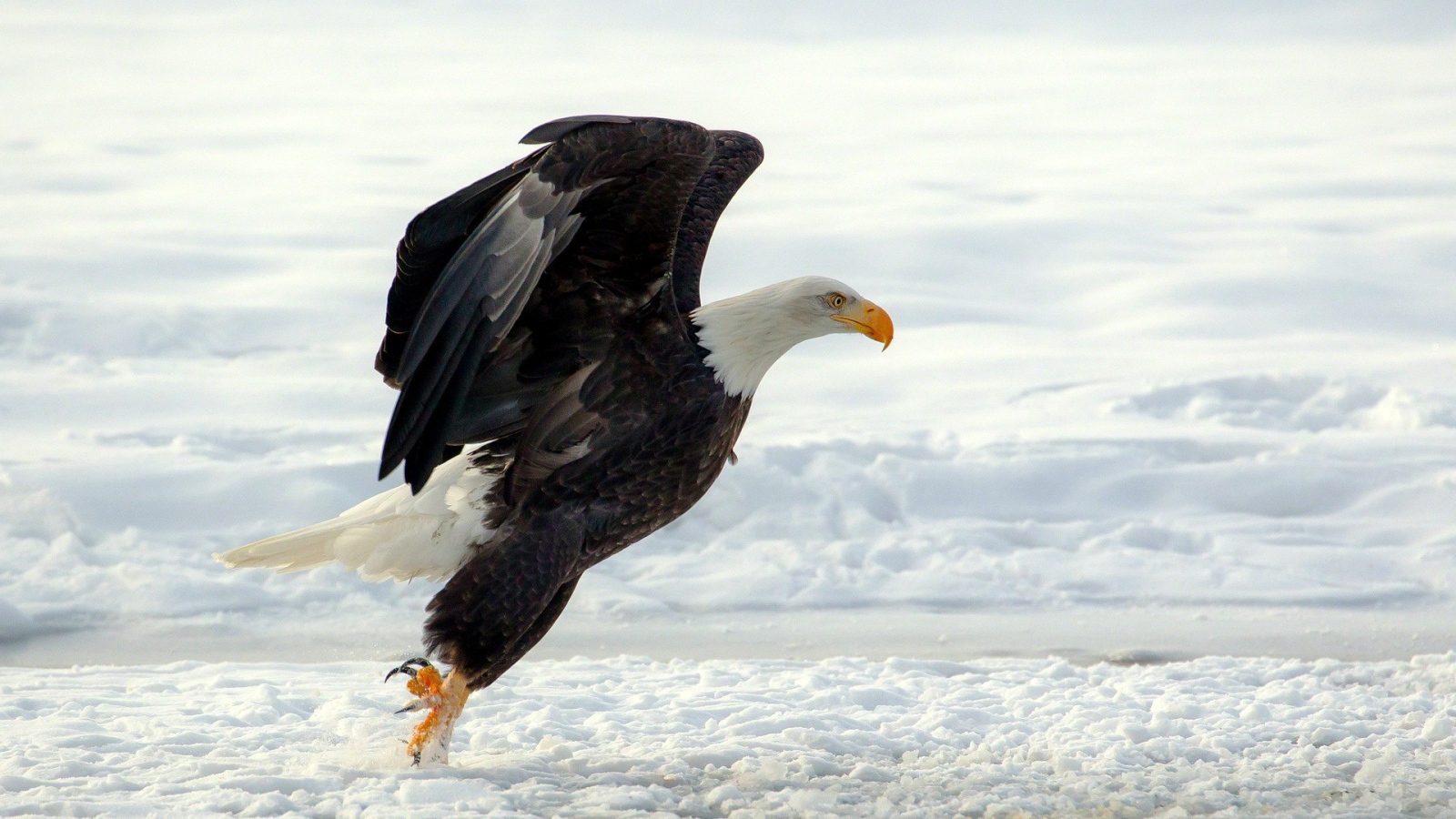 Белоголовый орлан садится на снег