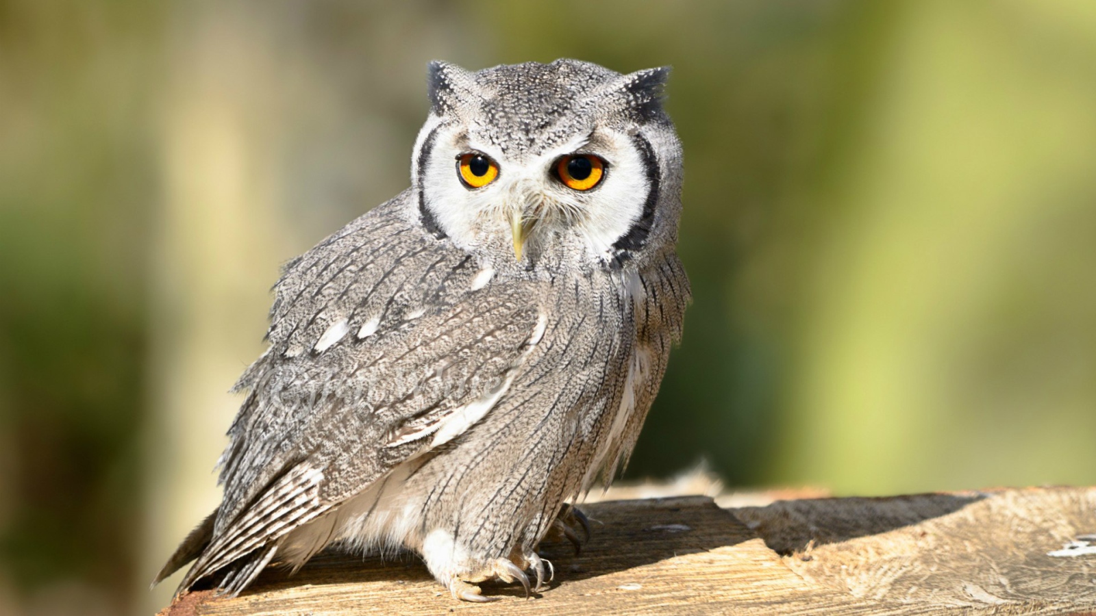 Птица белолицая сова