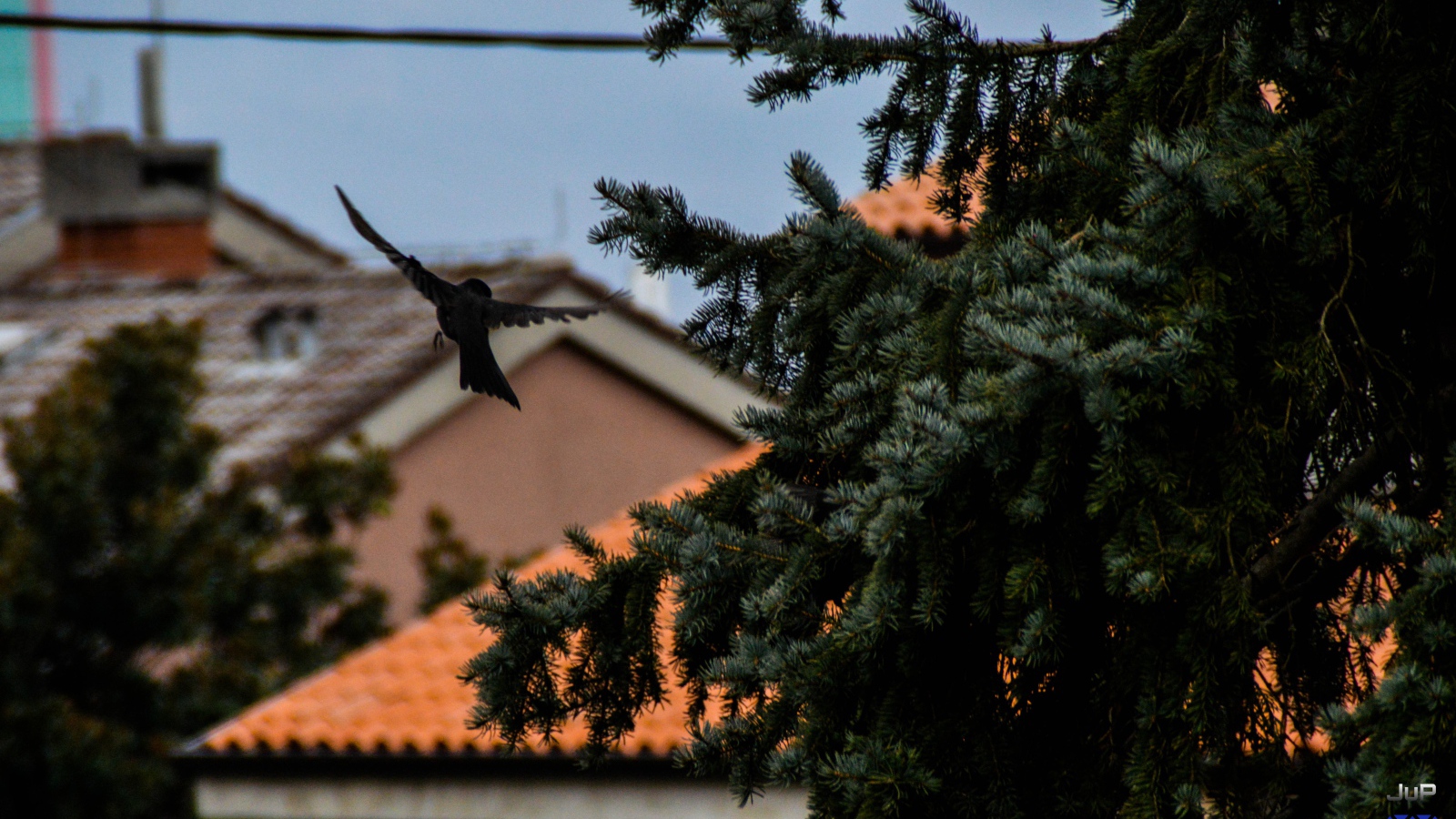Черная птица в полете