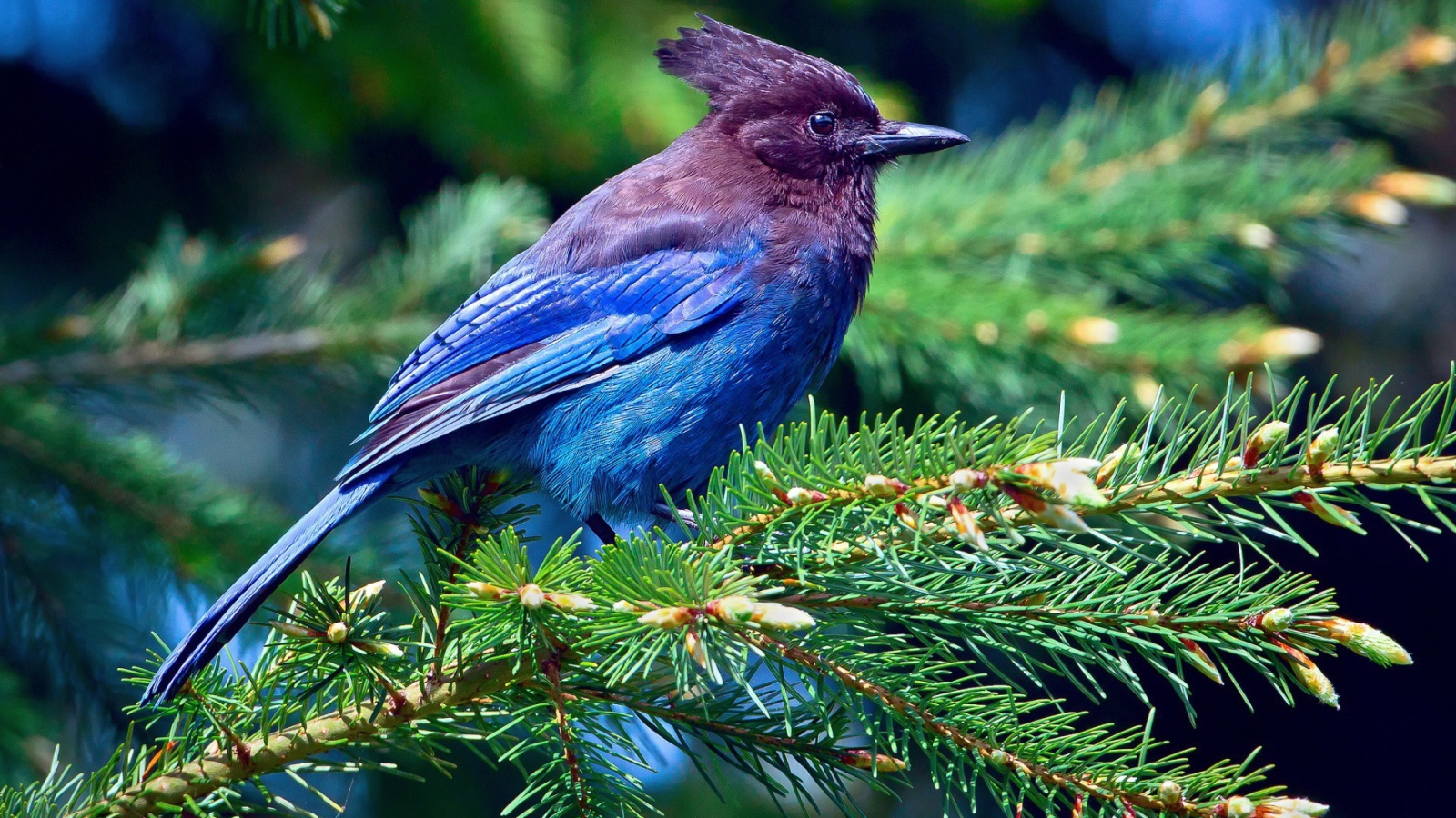 Синяя птица на хвойной ветке