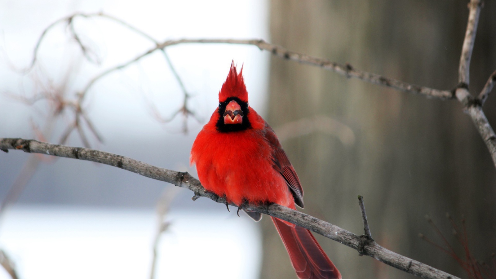 Птица красный кардинал на ветке