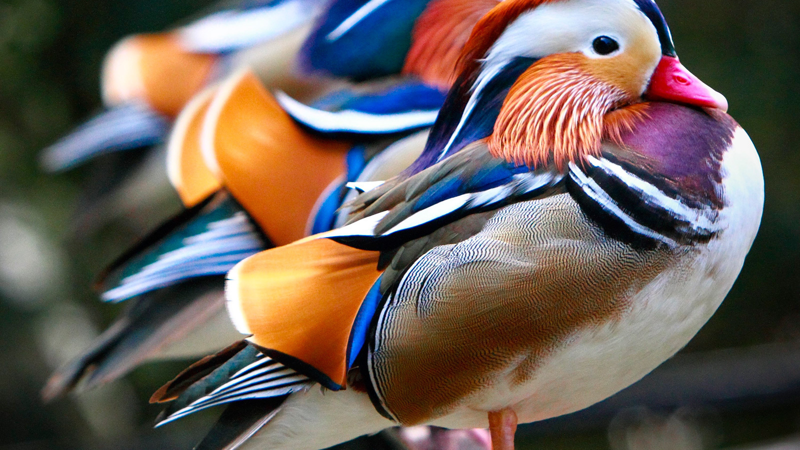 Разноцветные утки на ветке