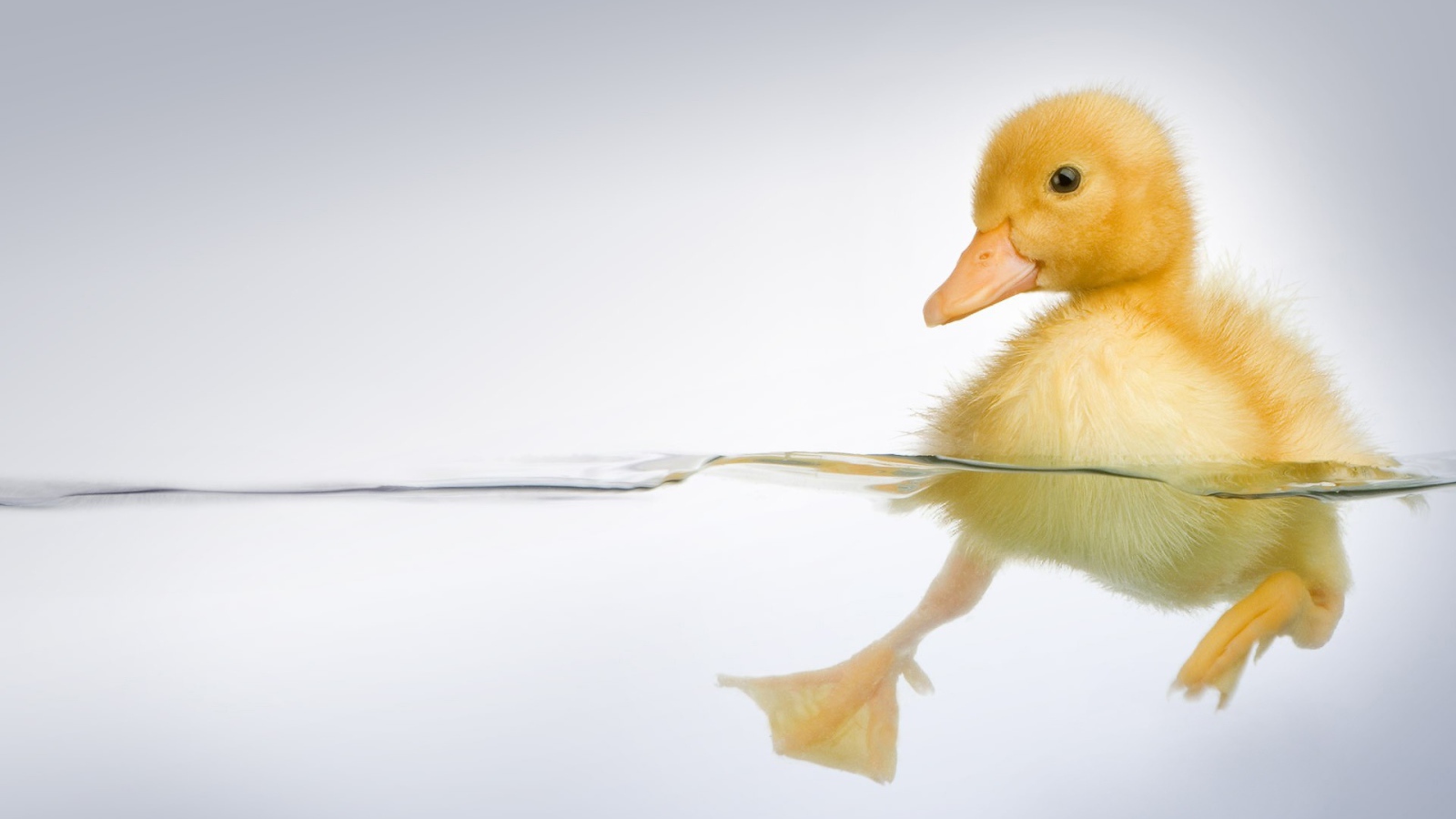 Утенок в прозрачной воде