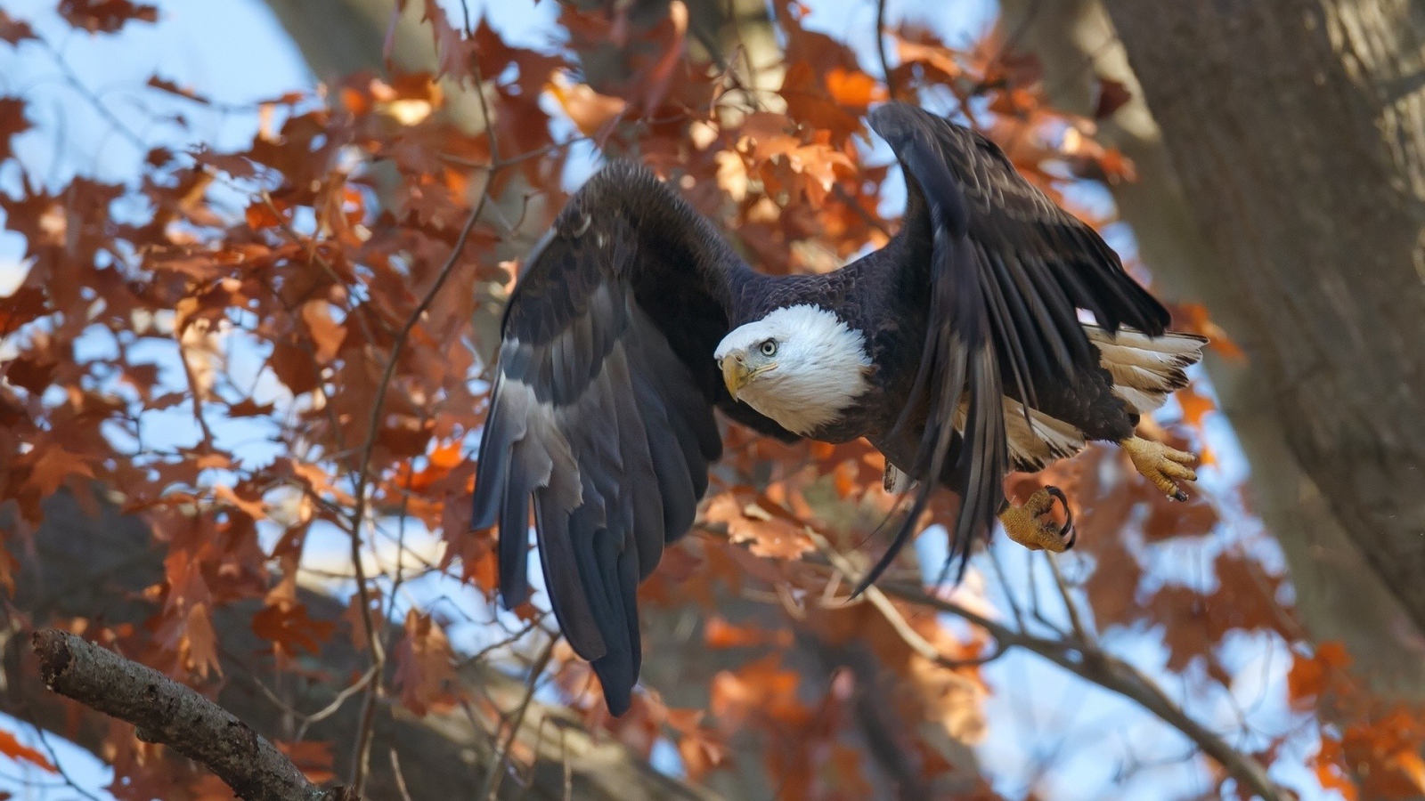 Орел в осеннем лесу