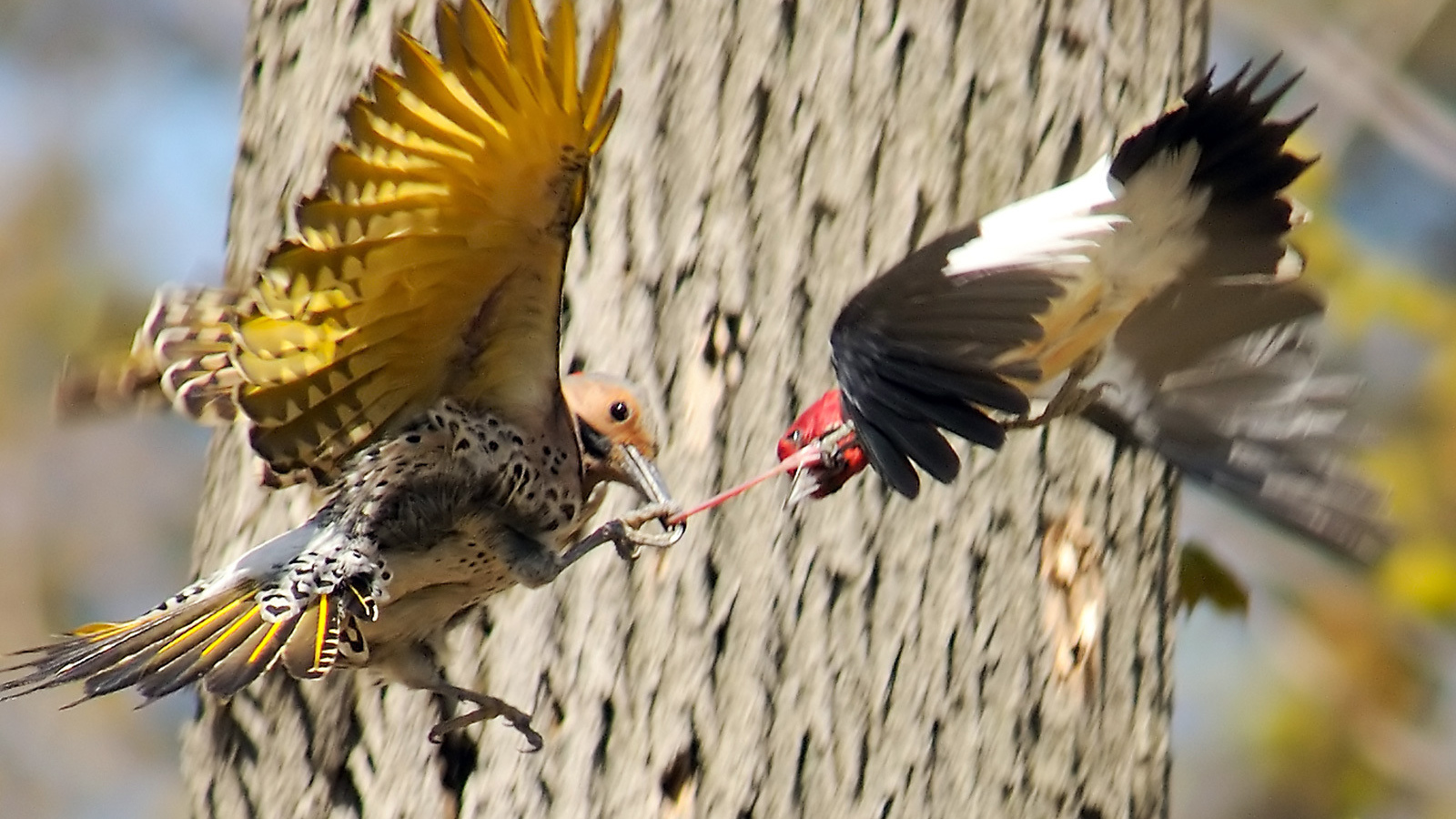 Драка птиц за добычу