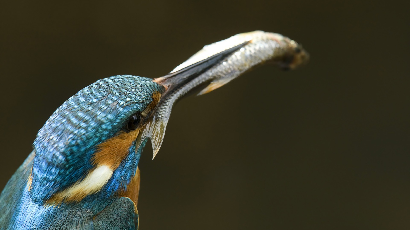 Рыба в клюве зимородка