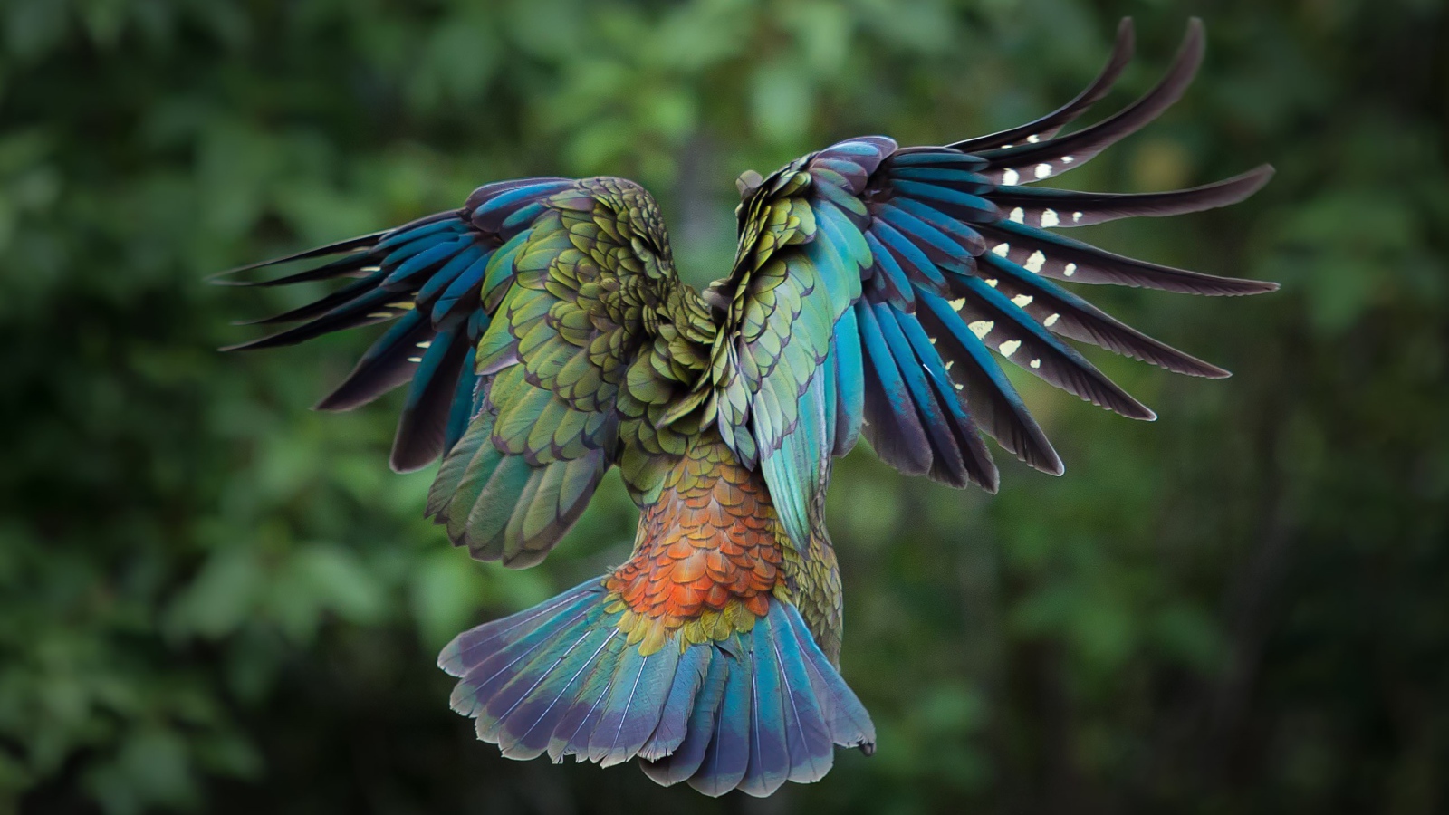 Полет красочной птицы