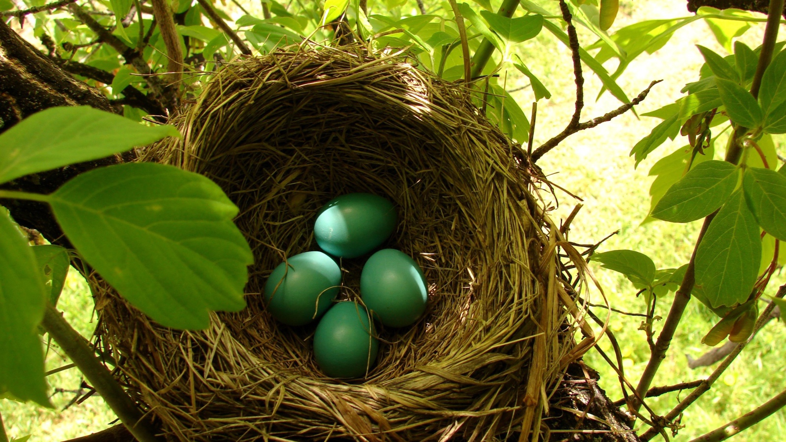 Зеленые яйца в гнезде