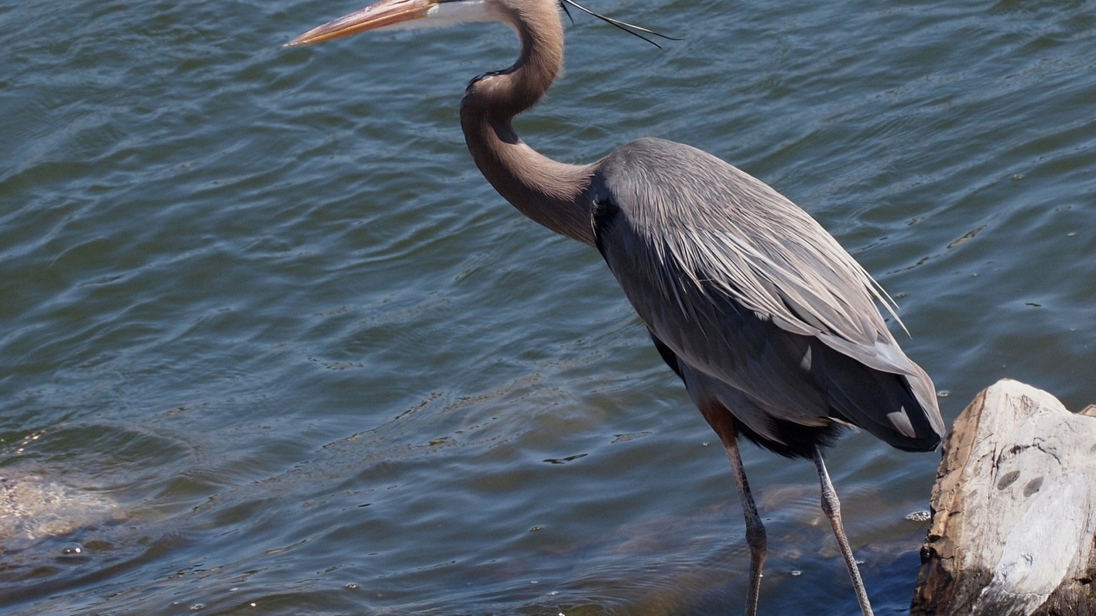 Серая цапля стоит у воды