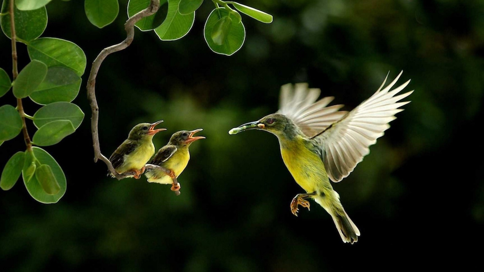 Колибри кормит своих птенцов