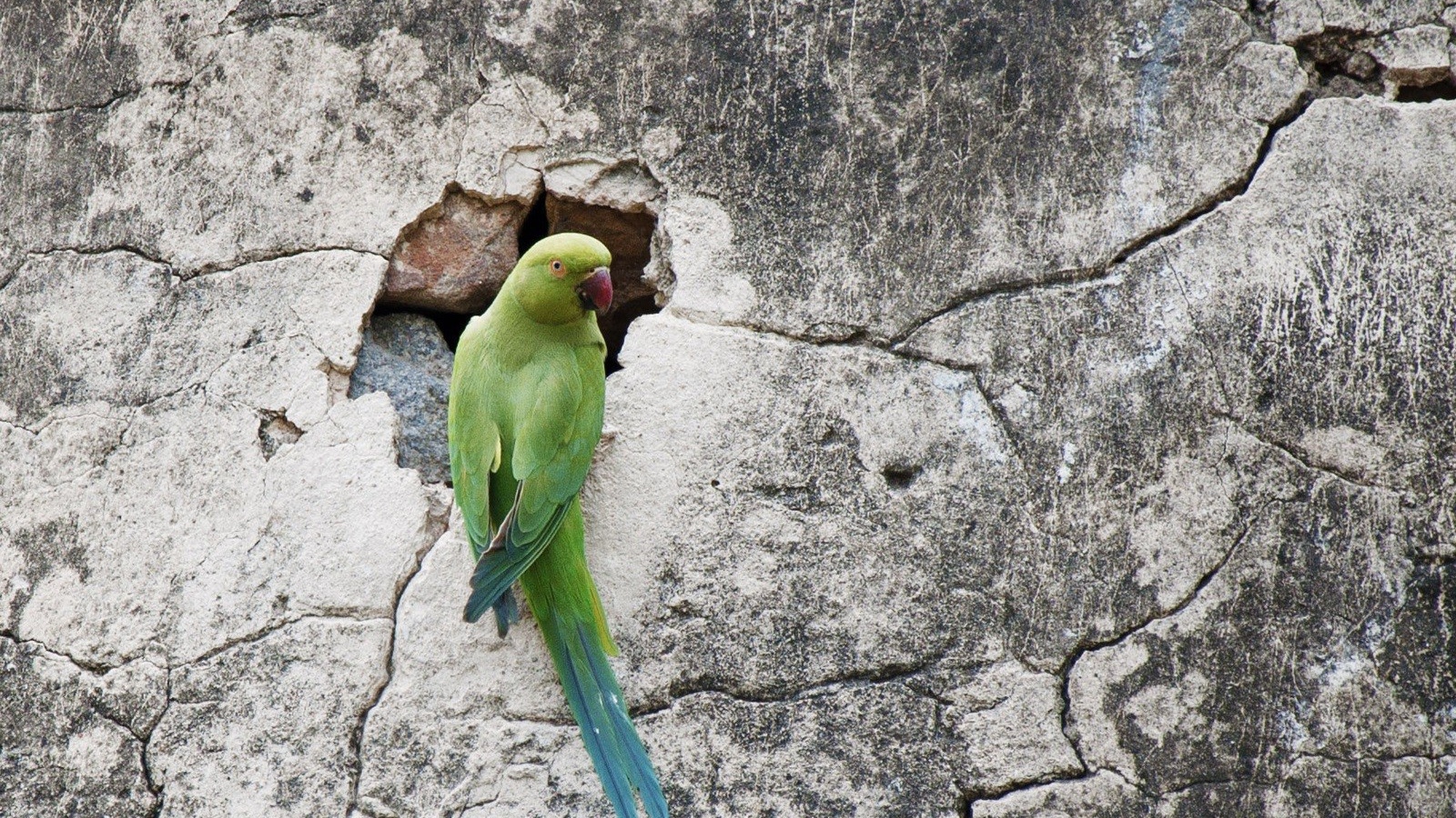 Попугай на потрескавшейся стене