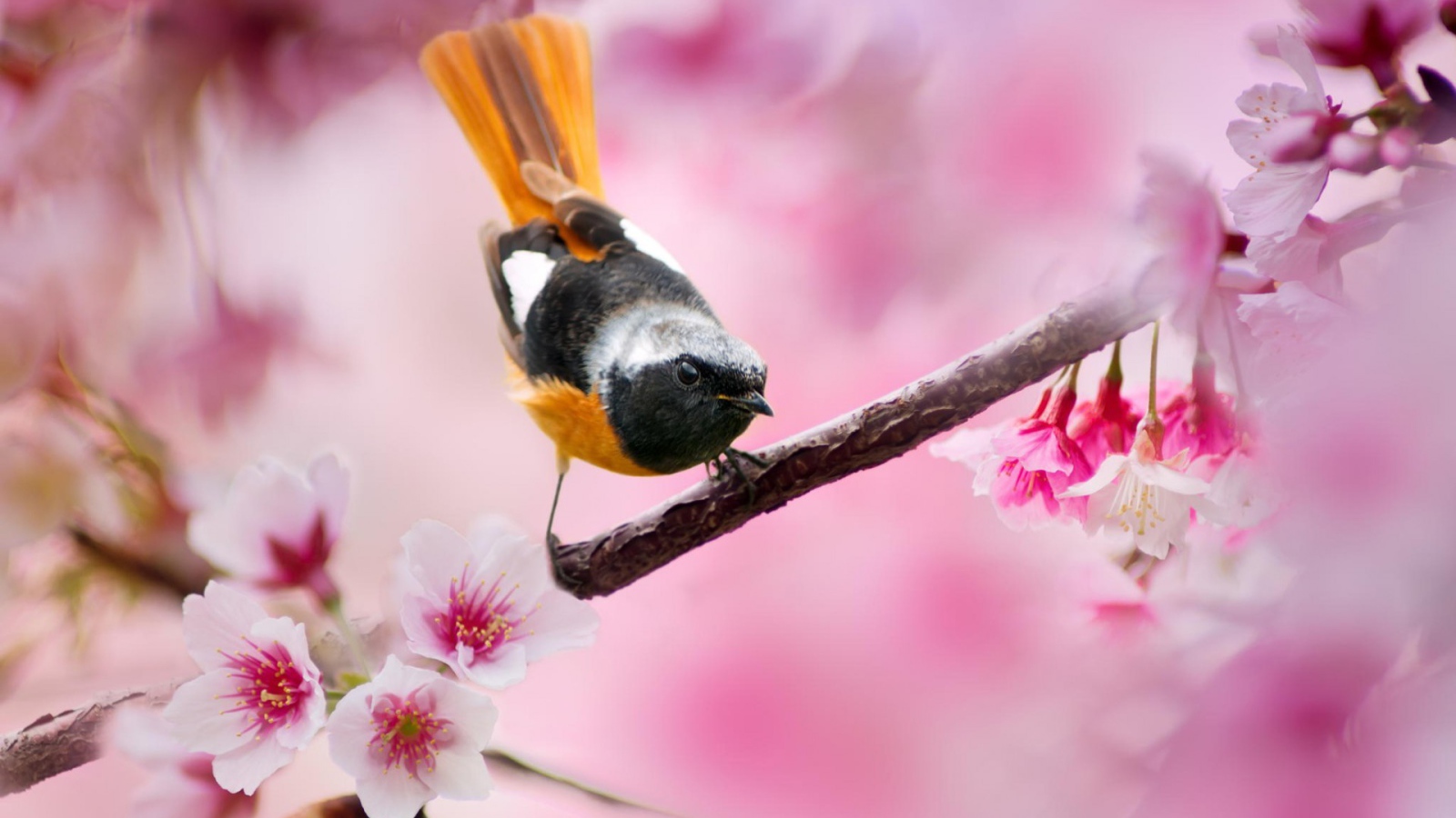 Поющая птица с оранжевым хвостом