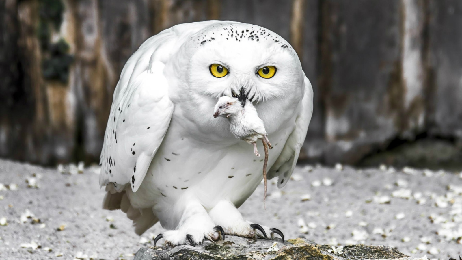 Полярная сова с добычей