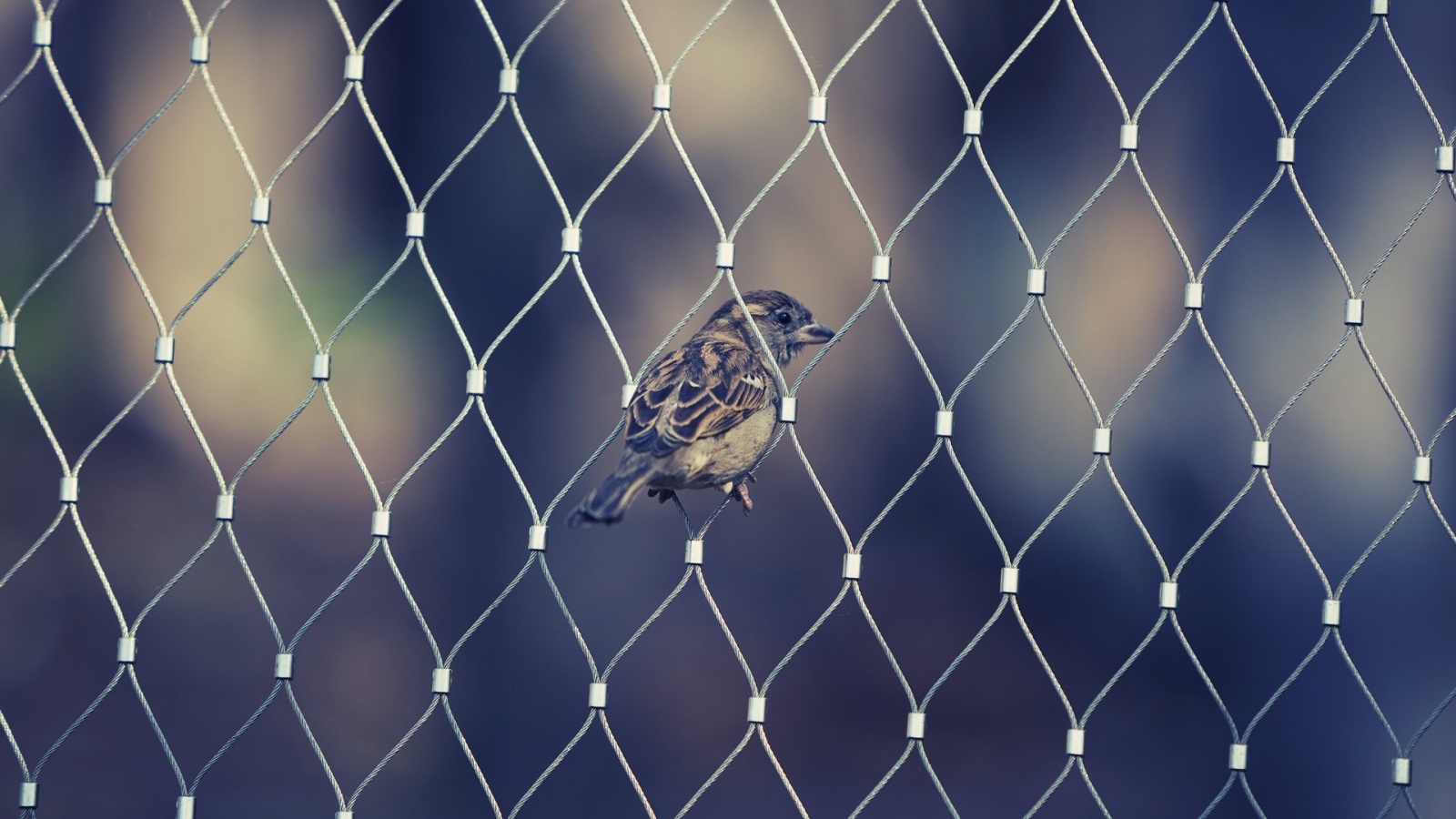 Воробей в ячейке сетчатого забора