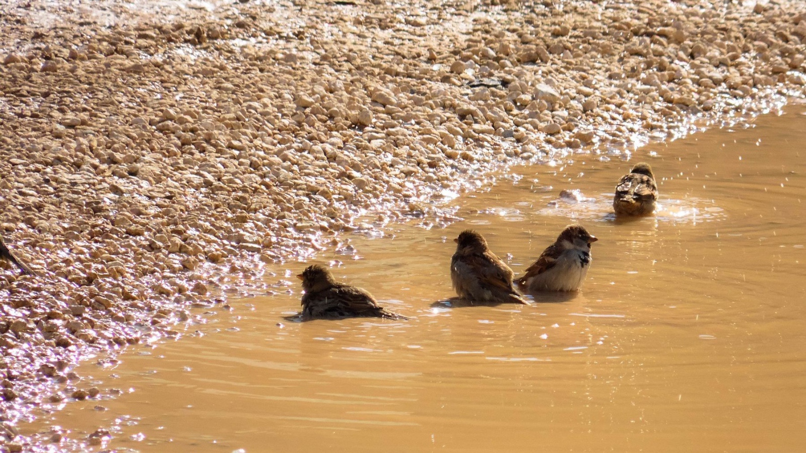 Воробьи купаются в луже