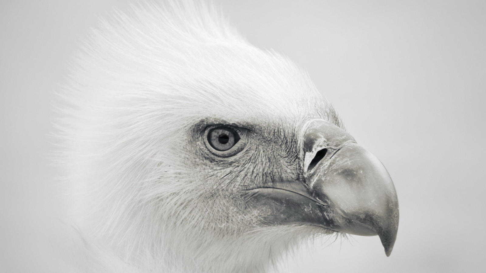 Голова орла, серый фон