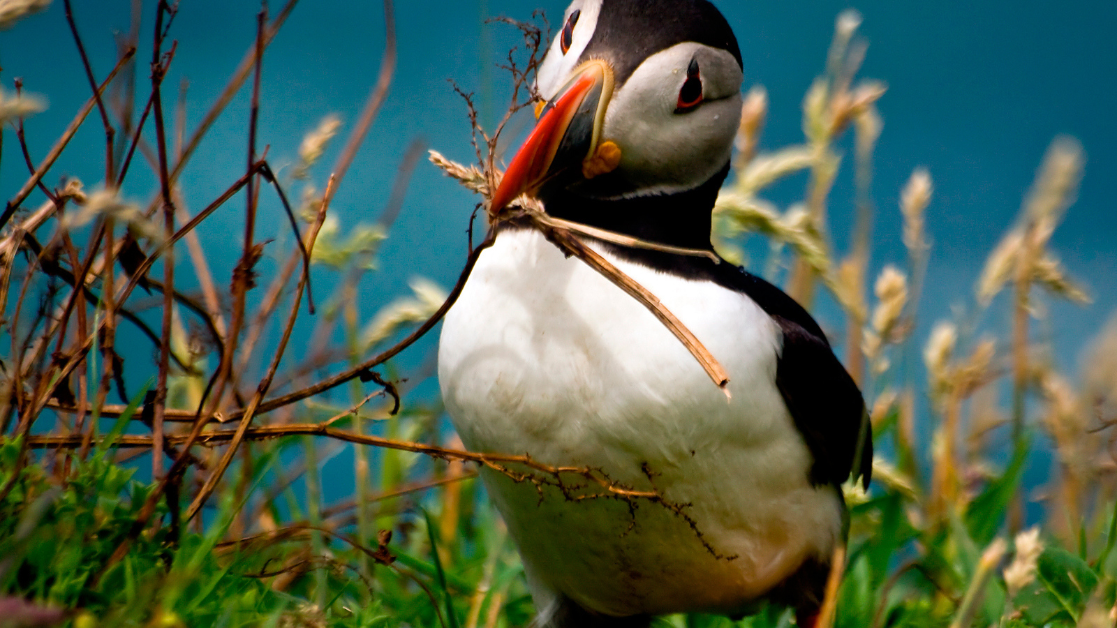Идет строительство гнезда