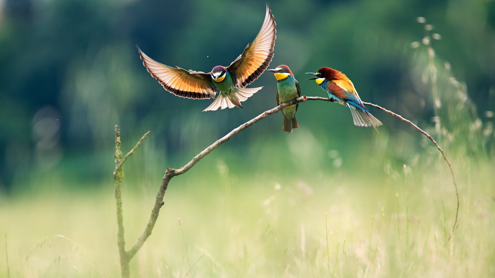 Три красочных щурка на ветке в поле
