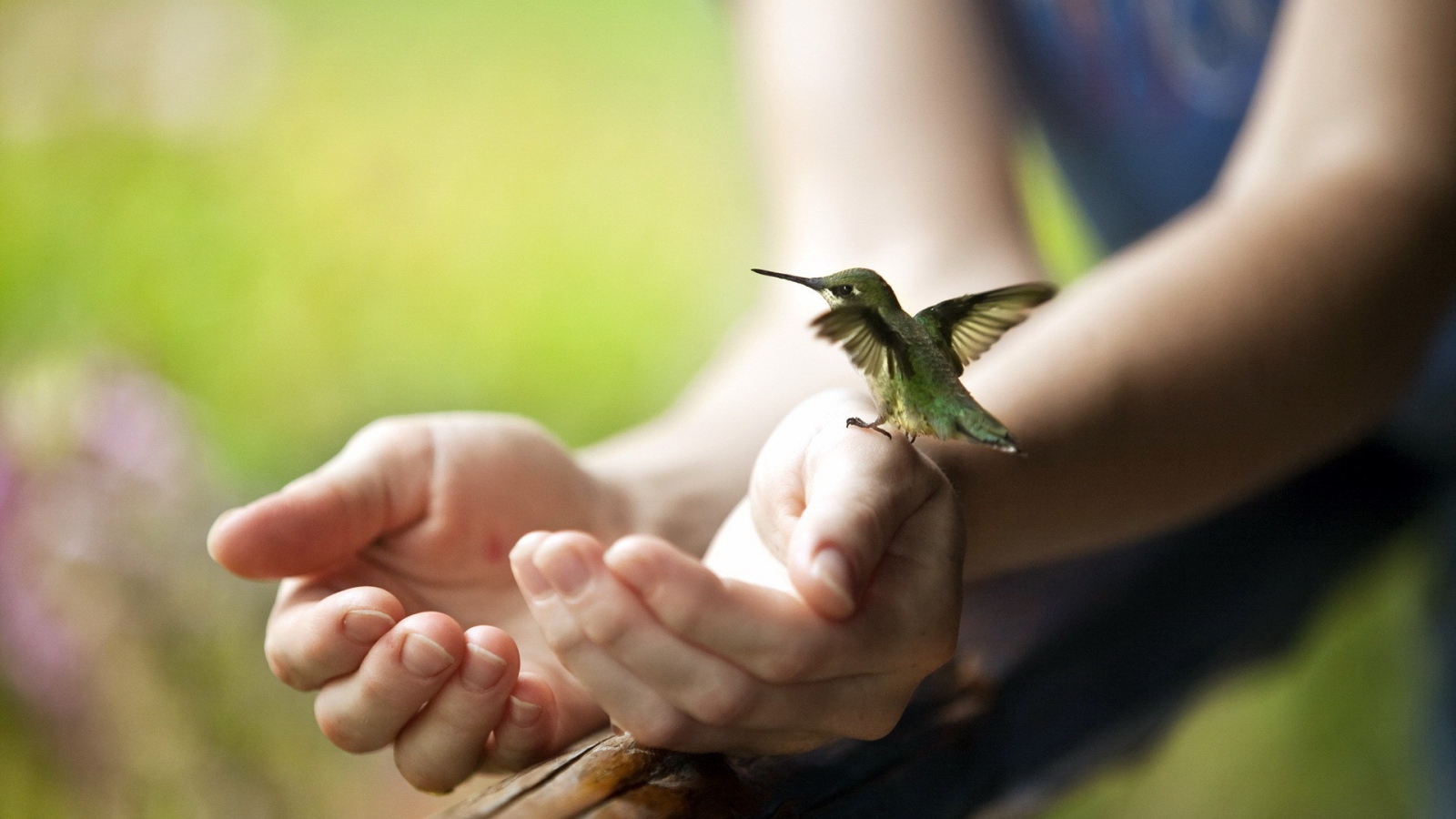 Крошечная колибри на руке