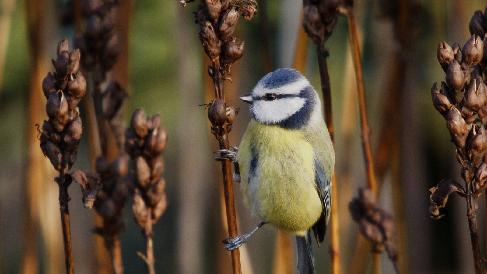 Синица на сухом колоске сорняка