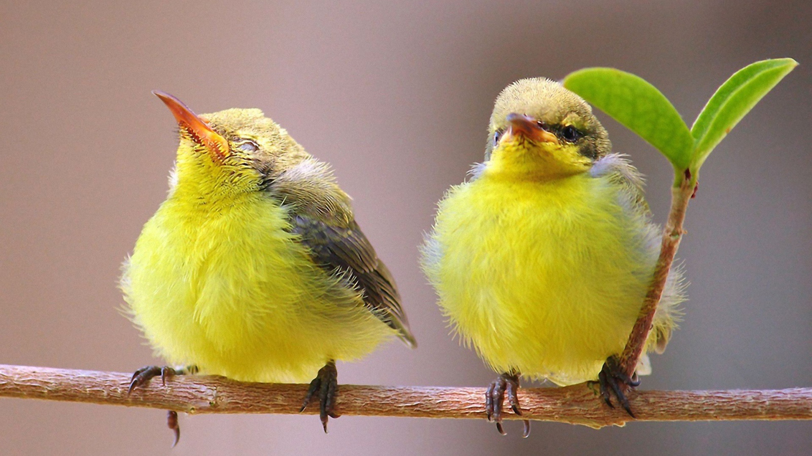 Две гордые желтых птички