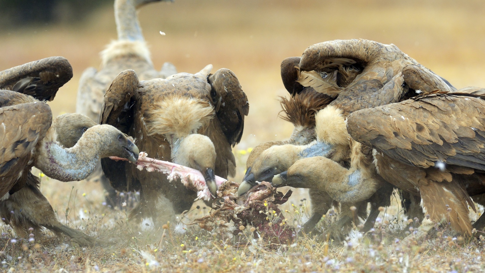 Стервятники нашли добычу