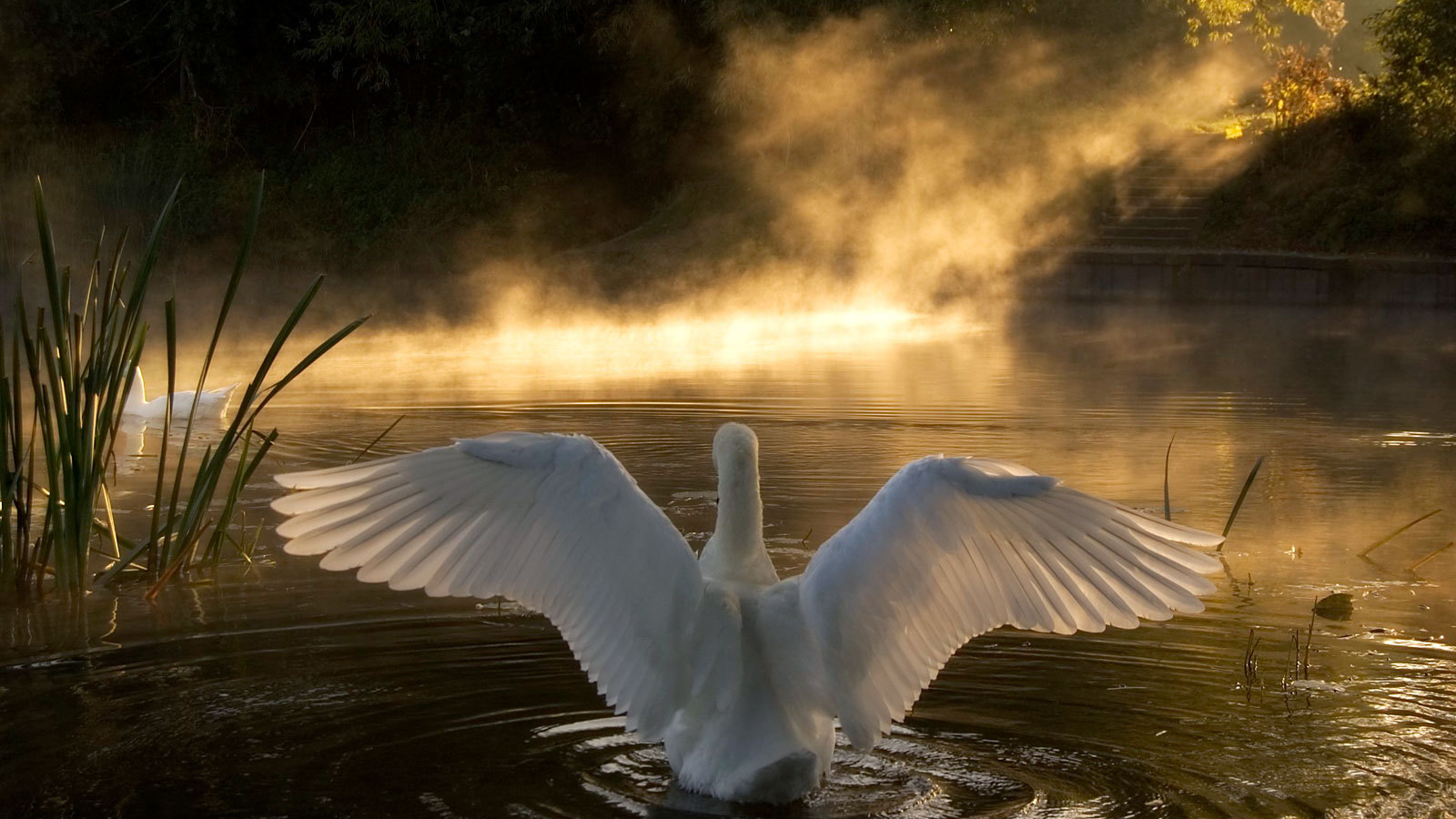 Лебедь на озере