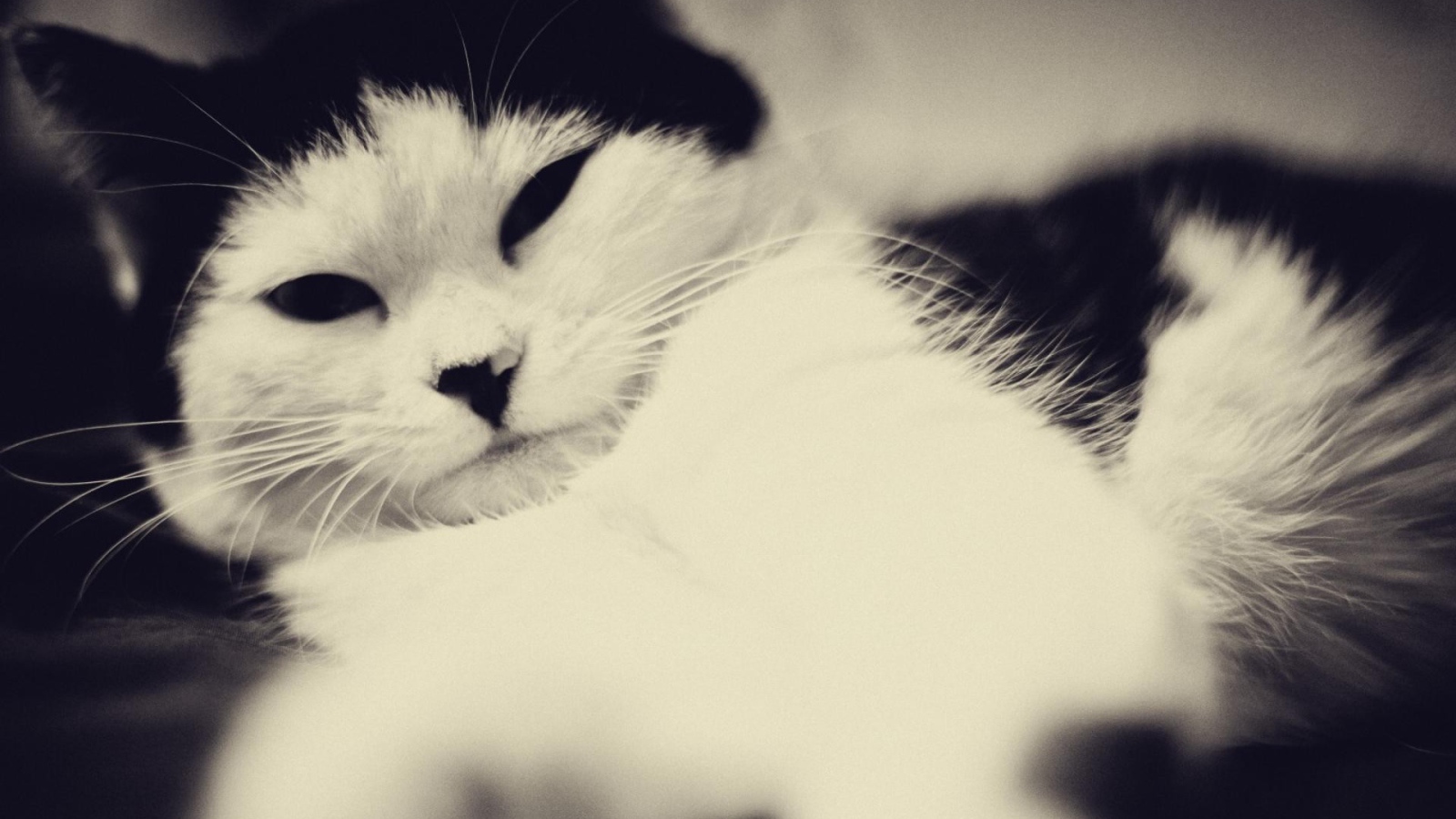 Кот с черными ушами