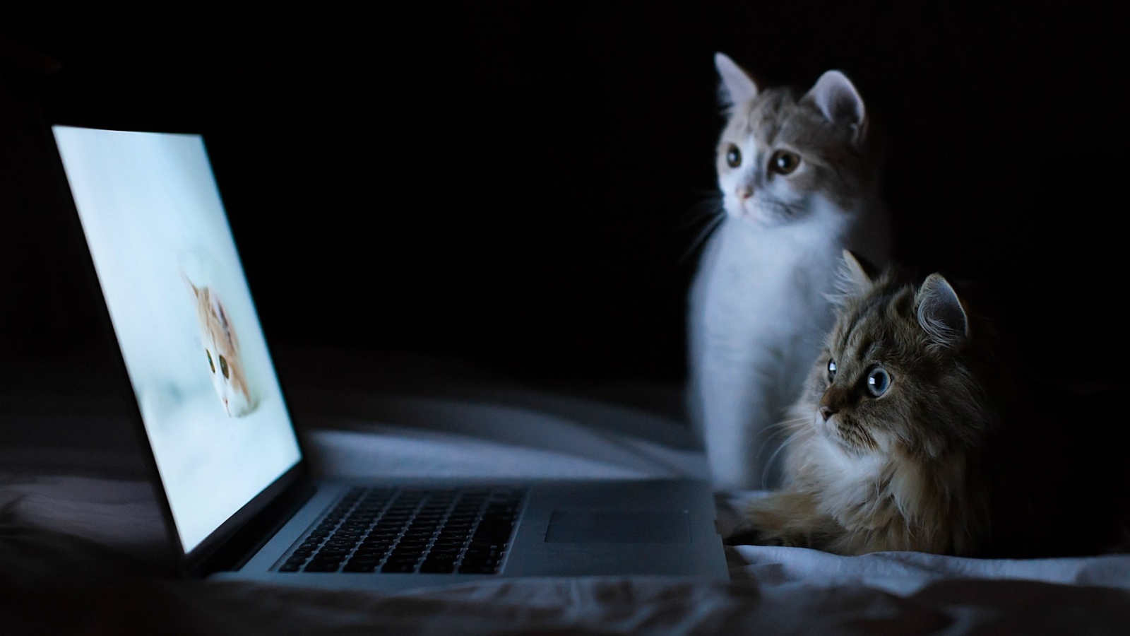 Коты смотрят фотографии