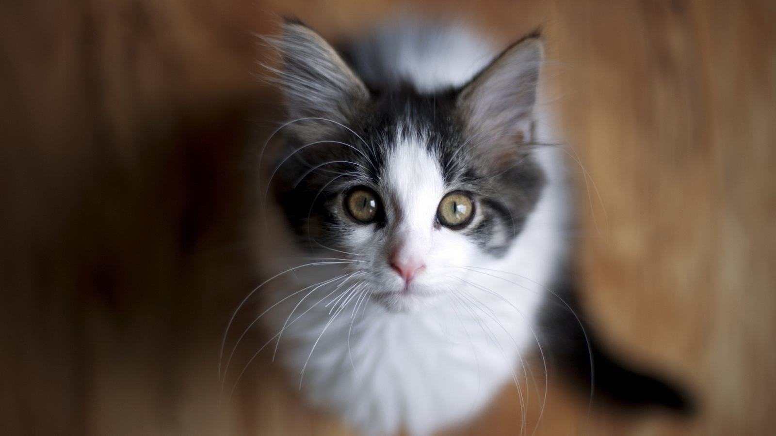 Милый котенок смотрит вверх