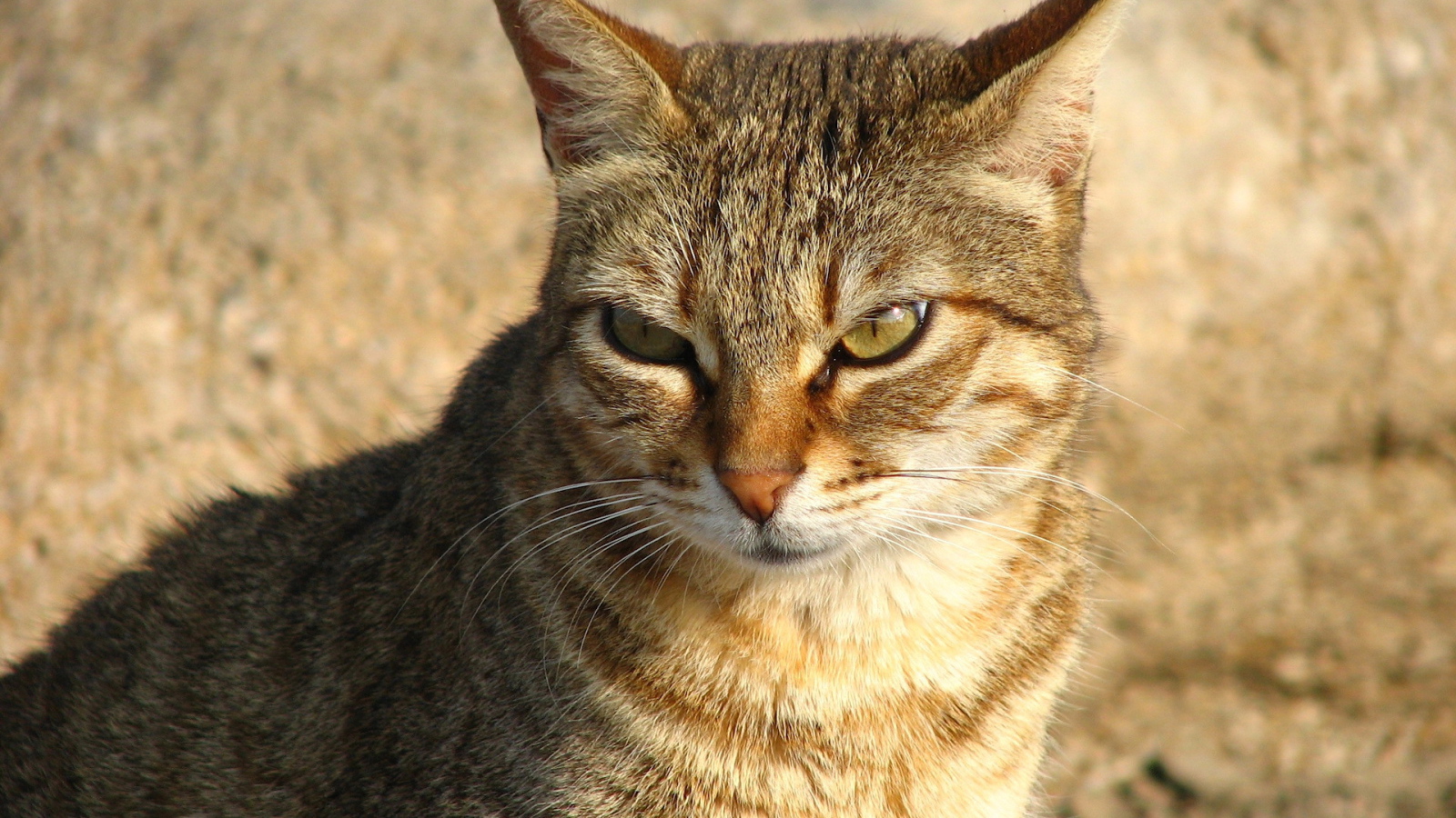 Недовольный большой кот