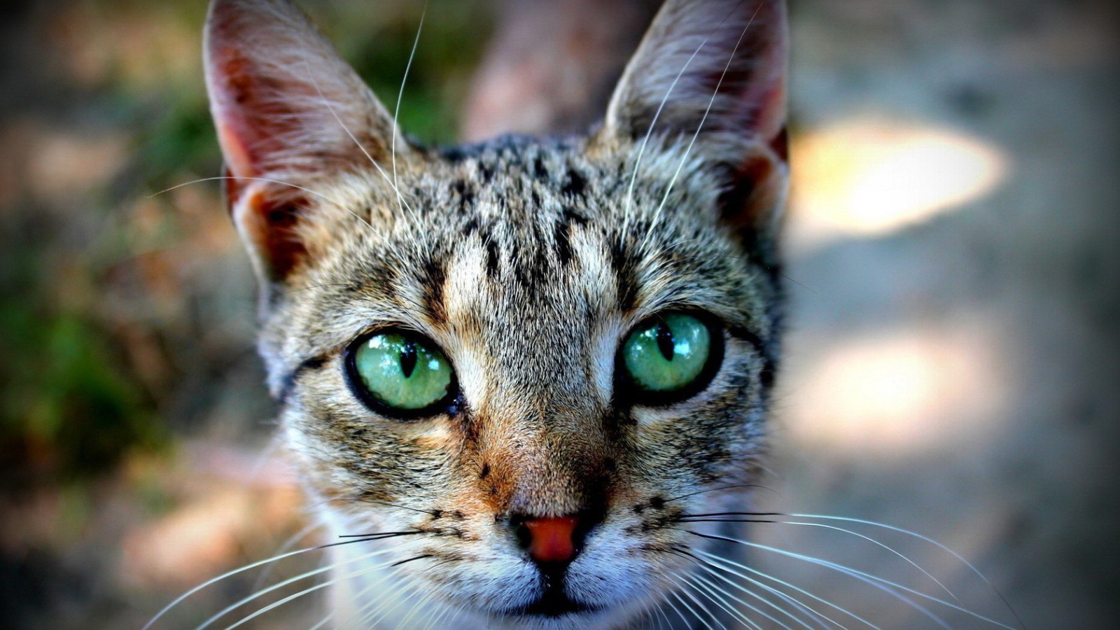 Выразительные зеленые глаза у кошки