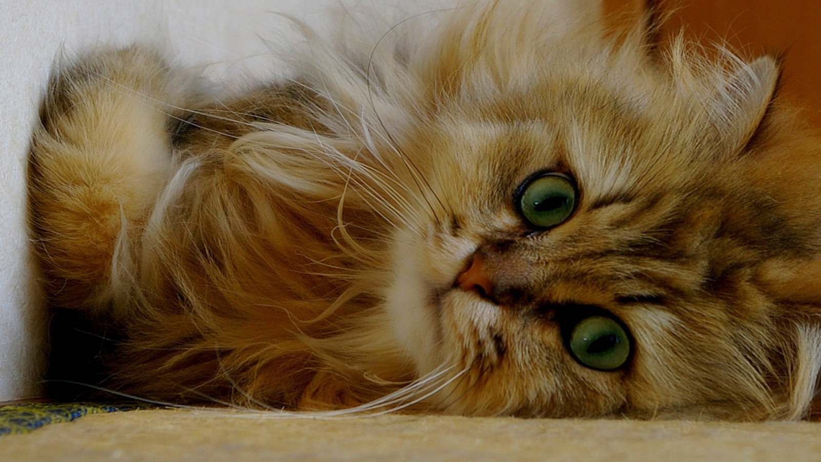 Пушистый рыжий кот лежит на боку