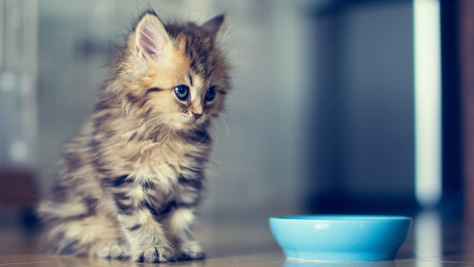 Пушистый котенок у мисочки