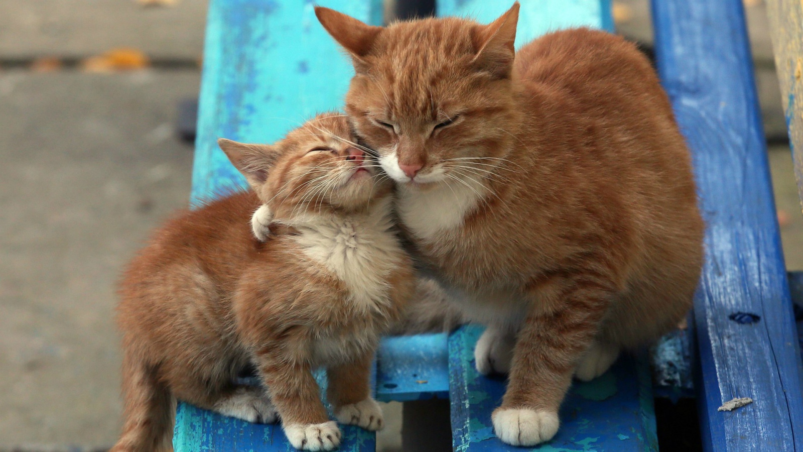 Рыжий котенок с мамой