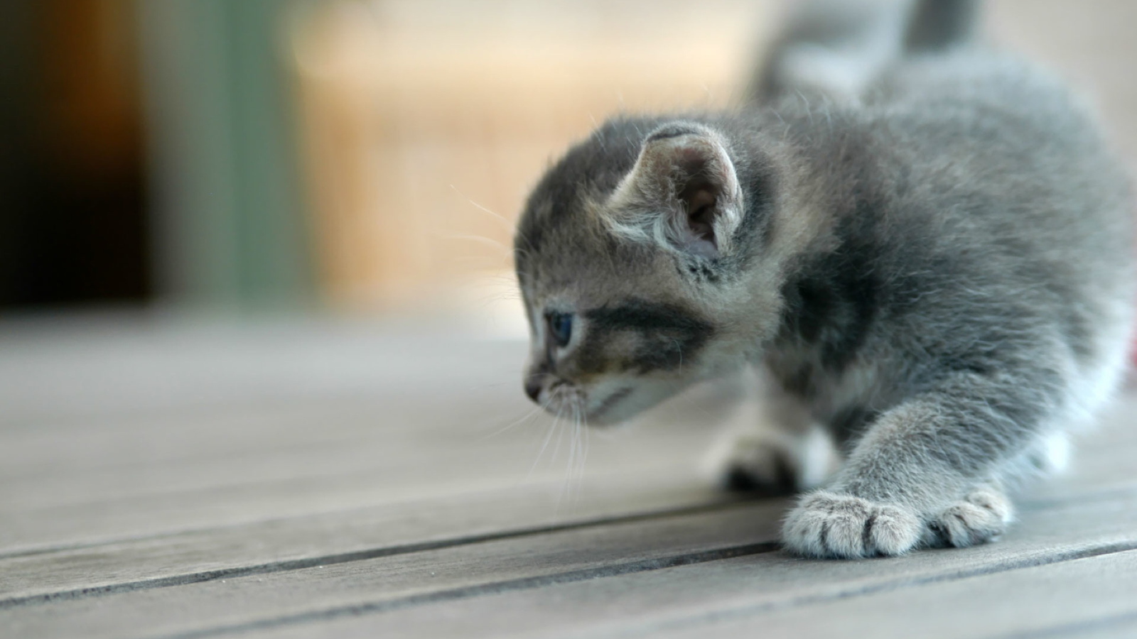 Серый игривый котенок