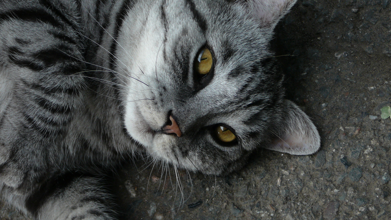 Серый полосатый кот